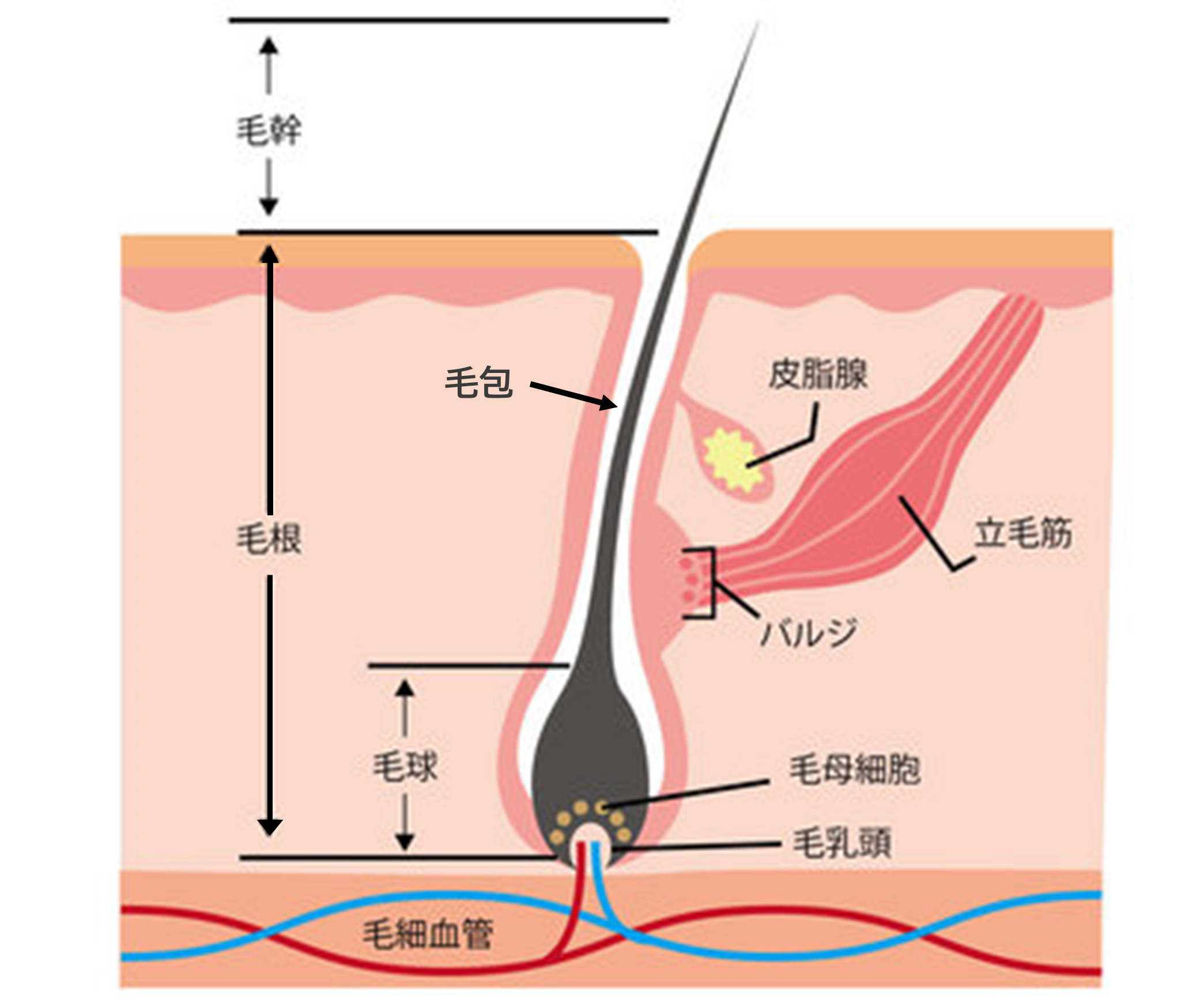 毛のしくみ.png